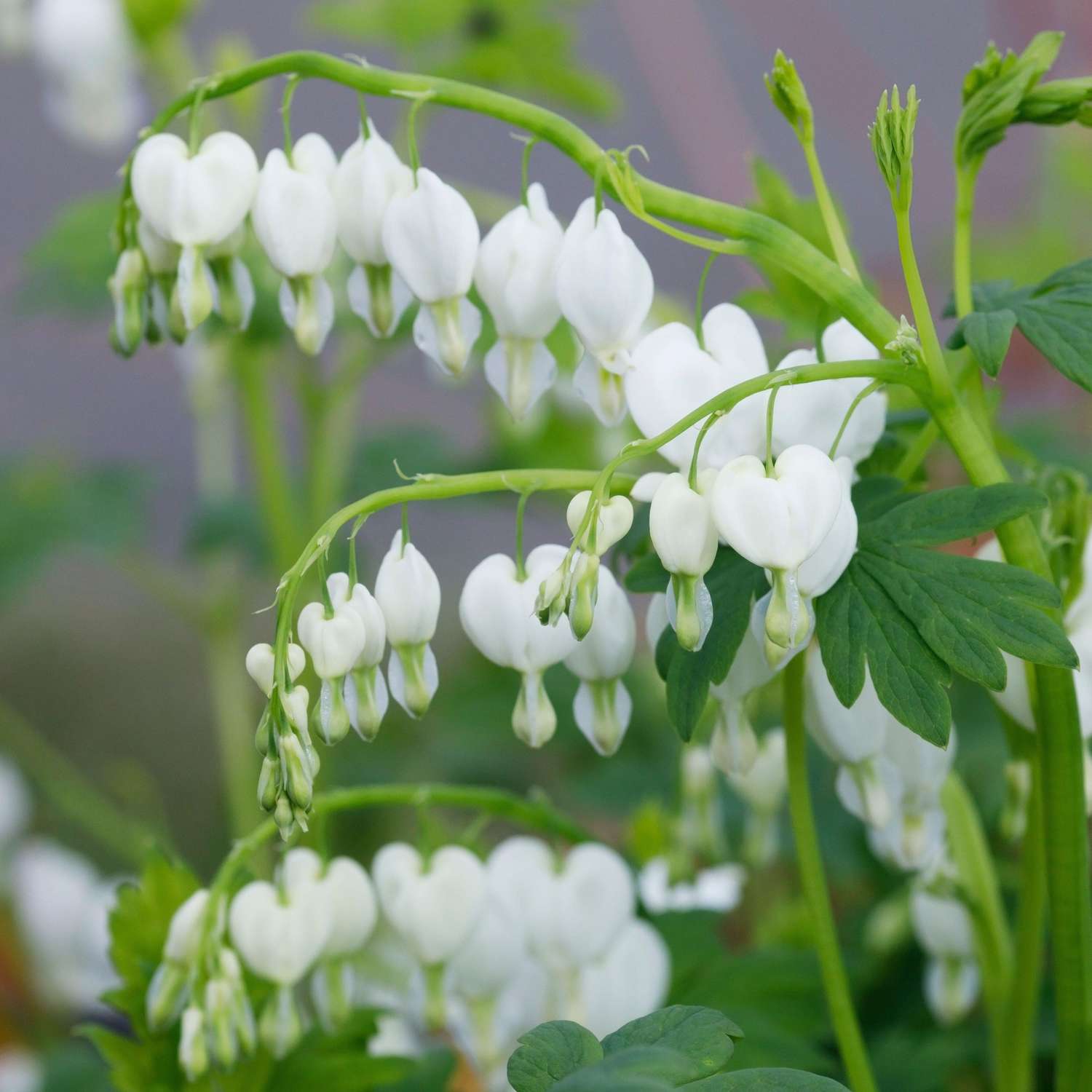 Tränendes Herz 'White'